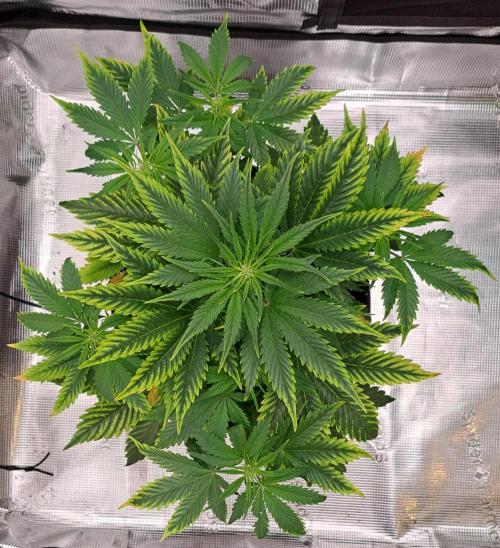 Venus takes on a tropical cherry. Week 5 - Day 29