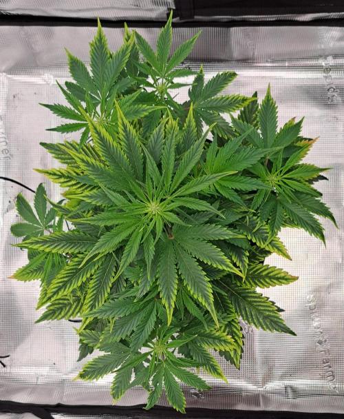 Venus takes on a tropical cherry. Week 5 - Day 30