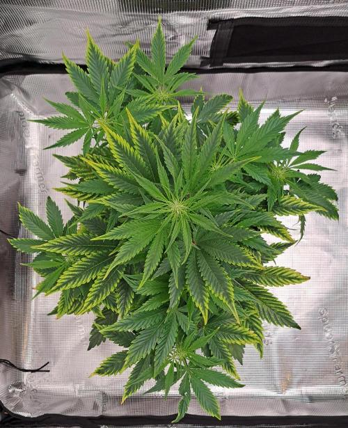 Venus takes on a tropical cherry. Week 5 - Day 31