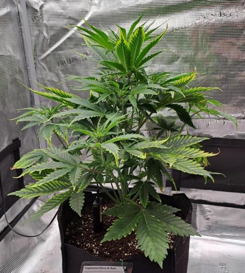 Venus takes on a tropical cherry. Week 5 - Day 31