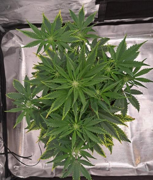 Venus takes on a tropical cherry. Week 5 - Day 32