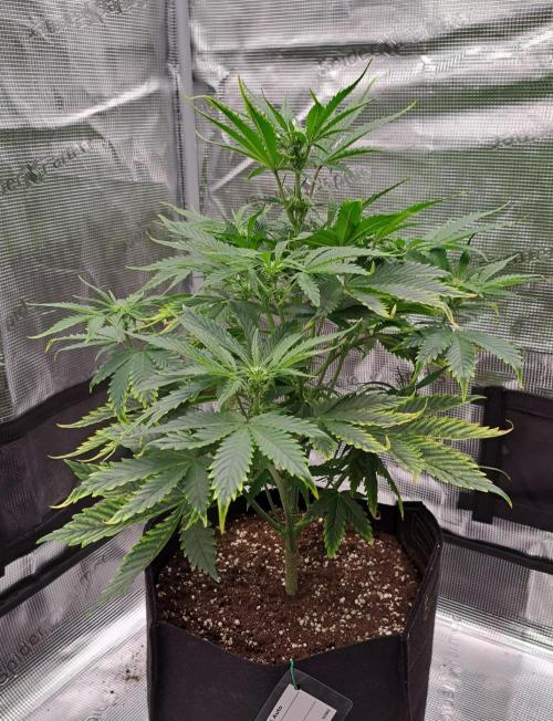 Venus takes on a tropical cherry. Week 5 - Day 32