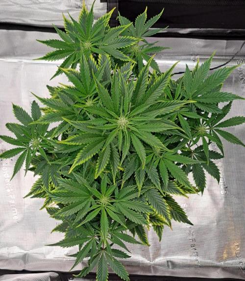 Venus takes on a tropical cherry. Week 5 - Day 33