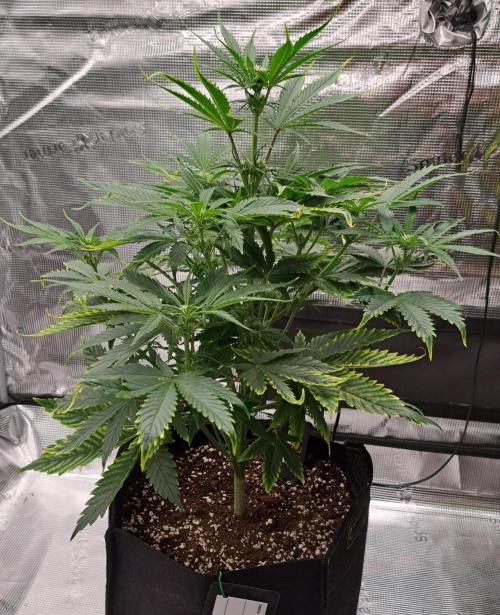 Venus takes on a tropical cherry. Week 5 - Day 33