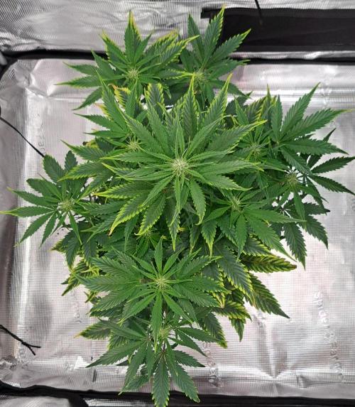 Venus takes on a tropical cherry. Week 5 - Day 34