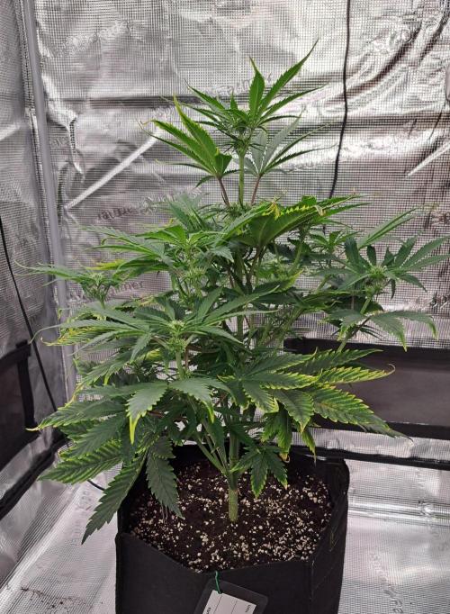 Venus takes on a tropical cherry. Week 5 - Day 34