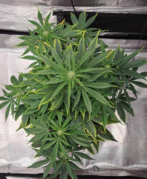 Venus takes on a tropical cherry. Week 5 - Day 35