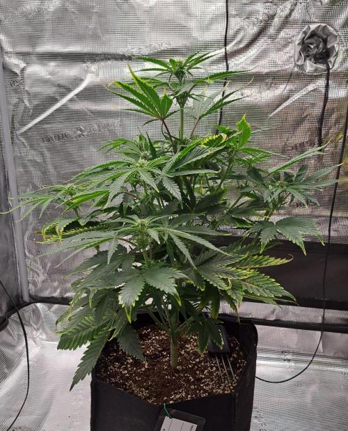 Venus takes on a tropical cherry. Week 5 - Day 35