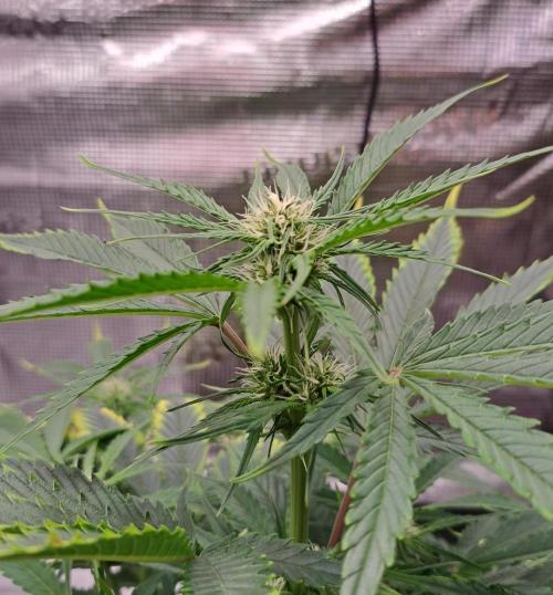 Venus takes on a tropical cherry. Week 5 - Day 35
