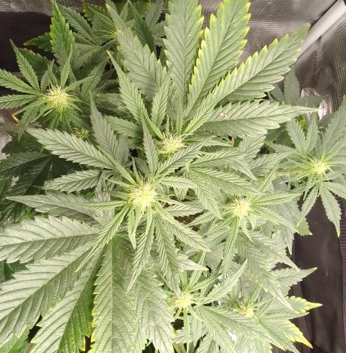 Gorillaz on Mars. Week 6 - Day 36