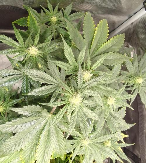 Gorillaz on Mars. Week 6 - Day 37