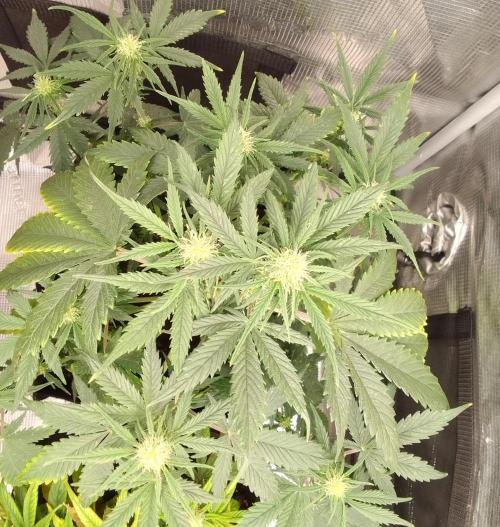 Gorillaz on Mars. Week 6 - Day 38