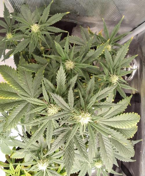 Gorillaz on Mars. Week 6 - Day 39