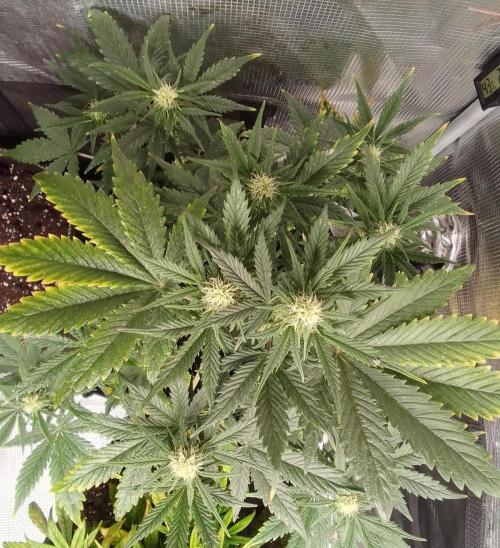 Gorillaz on Mars. Week 6 - Day 40