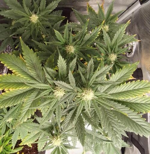 Gorillaz on Mars. Week 6 - Day 41