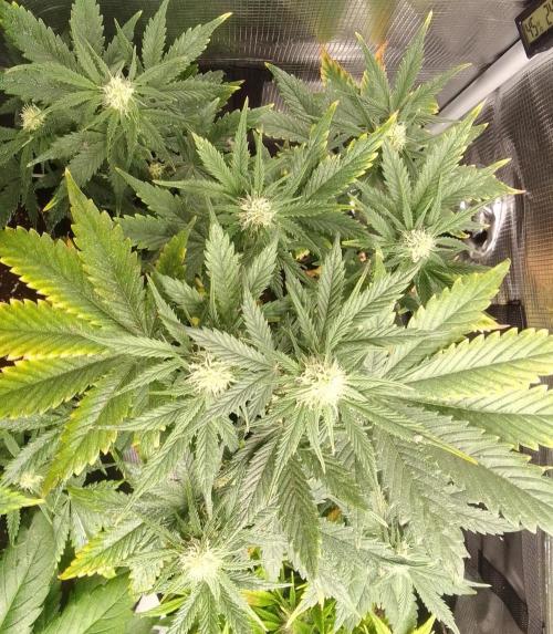 Gorillaz on Mars. Week 6 - Day 42