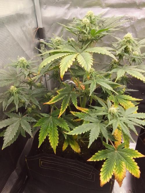 Gorillaz on Mars. Week 6 - Day 42
