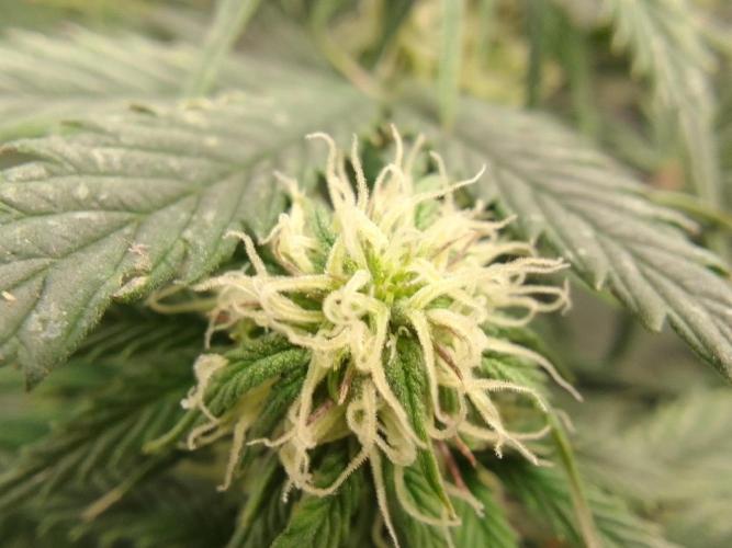Gorillaz Automatic. Week 6