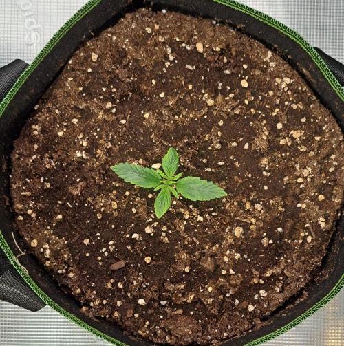 Purple Bananas spotted on Venus. Week 2 - Day 8