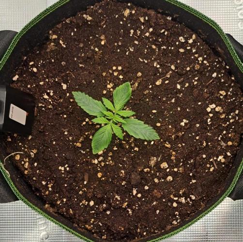 Purple Bananas spotted on Venus. Week 2 - Day 9
