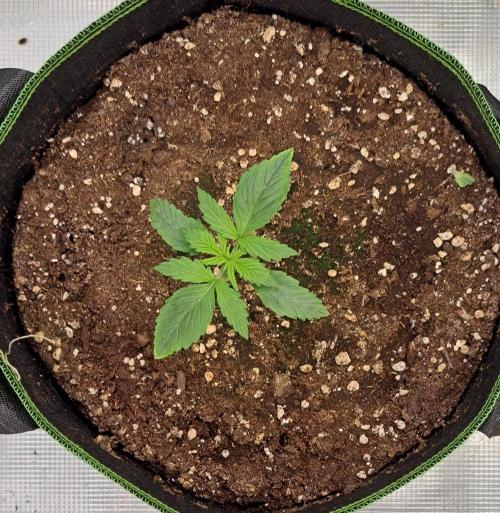 Purple Bananas spotted on Venus. Week 2 - Day 10