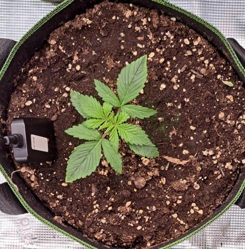 Purple Bananas spotted on Venus. Week 2 - Day 11