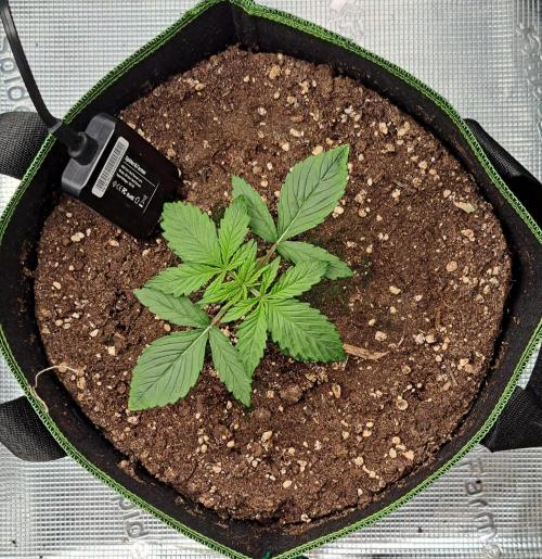 Purple Bananas spotted on Venus. Week 2 - Day 12