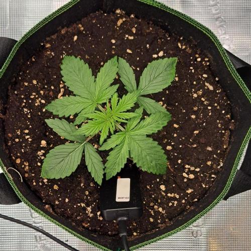 Purple Bananas spotted on Venus. Week 2 - Day 13