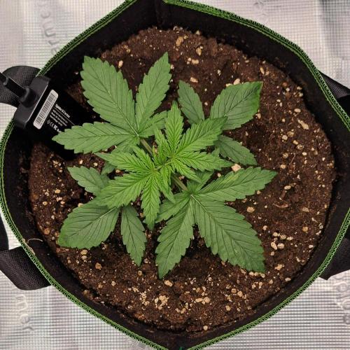 Purple Bananas spotted on Venus. Week 2 - Day 14