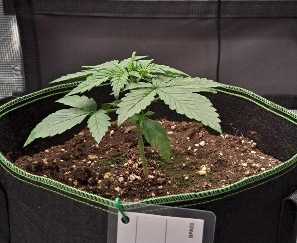 Purple Bananas spotted on Venus. Week 2 - Day 14