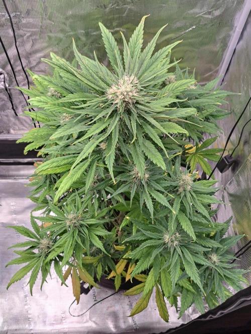 Red Poison spotted on Saturn. Week 8 - Day 50