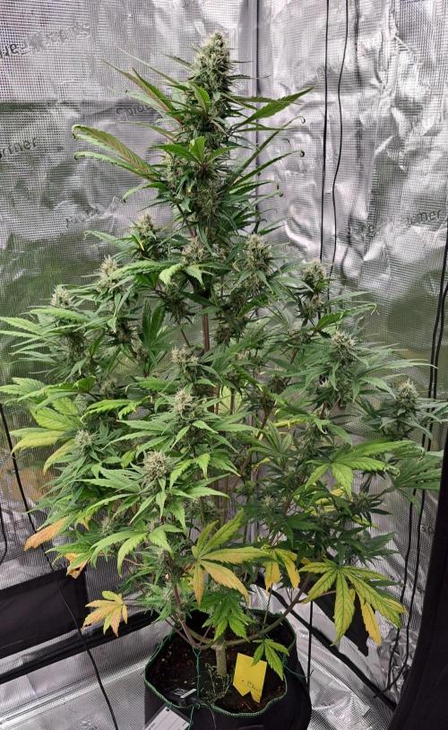 Red Poison spotted on Saturn. Week 8 - Day 50