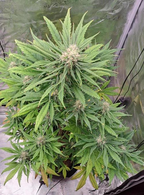 Red Poison spotted on Saturn. Week 8 - Day 51