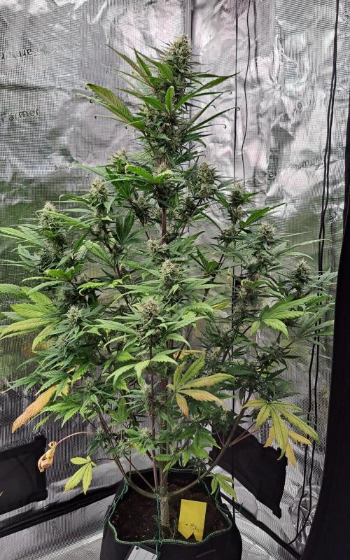 Red Poison spotted on Saturn. Week 8 - Day 51