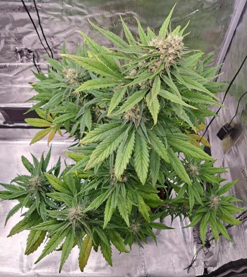 Red Poison spotted on Saturn. Week 8 - Day 52