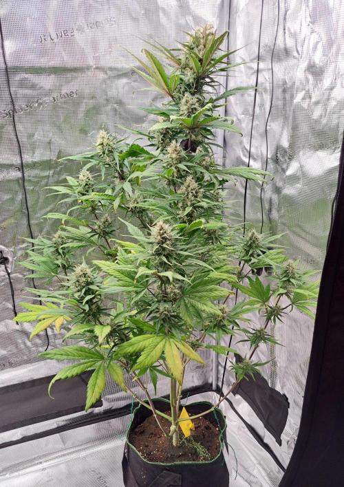 Red Poison spotted on Saturn. Week 8 - Day 52