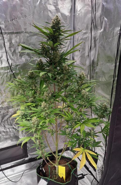 Red Poison spotted on Saturn. Week 8 - Day 53