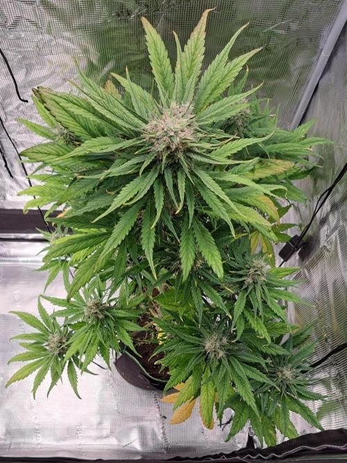 Red Poison spotted on Saturn. Week 8 - Day 54