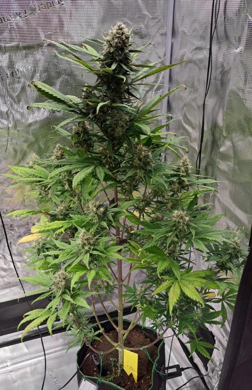 Red Poison spotted on Saturn. Week 8 - Day 54