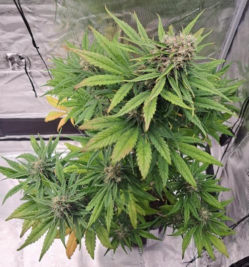 Red Poison spotted on Saturn. Week 8 - Day 55