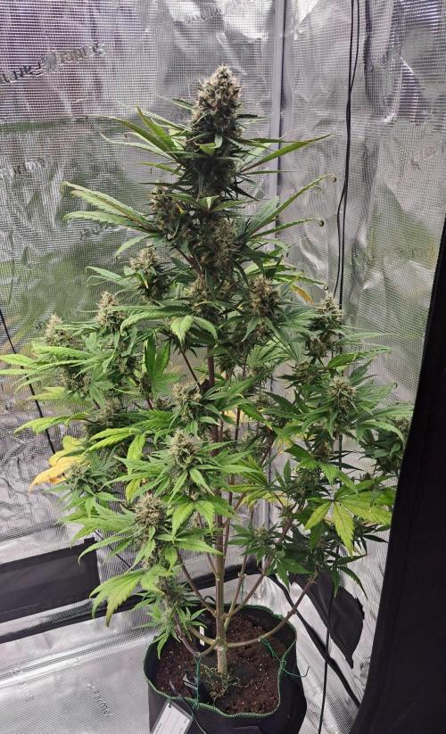 Red Poison spotted on Saturn. Week 8 - Day 55