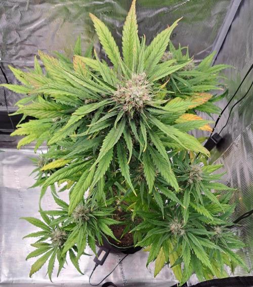 Red Poison spotted on Saturn. Week 8 - Day 56
