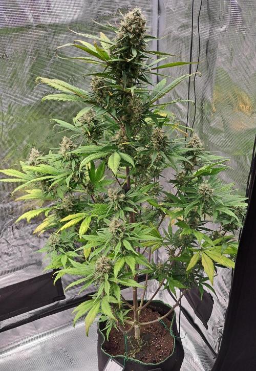 Red Poison spotted on Saturn. Week 8 - Day 56