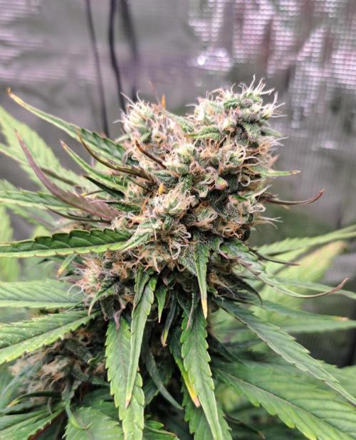 Red Poison spotted on Saturn. Week 8 - Day 56