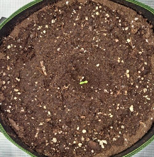 Are there Northern Lights on Mars?. Week 1 - Day 1