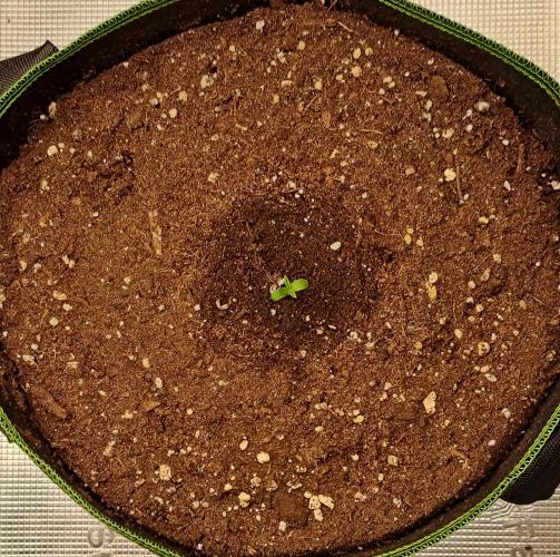 Are there Northern Lights on Mars?. Week 1 - Day 2