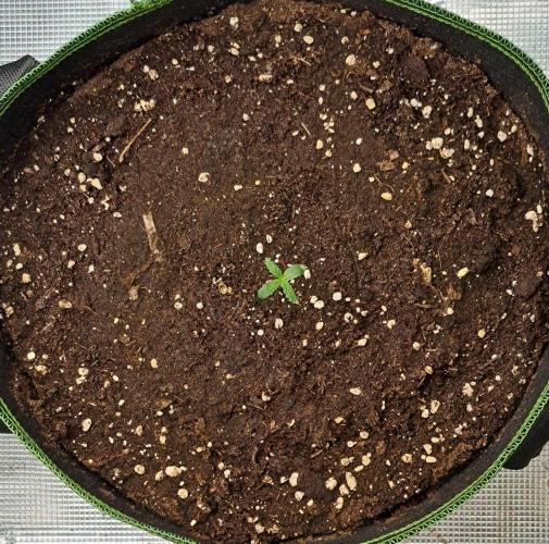 Are there Northern Lights on Mars?. Week 1 - Day 3
