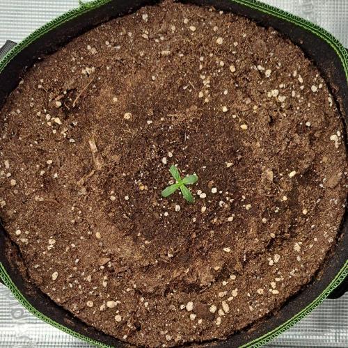 Are there Northern Lights on Mars?. Week 1 - Day 4