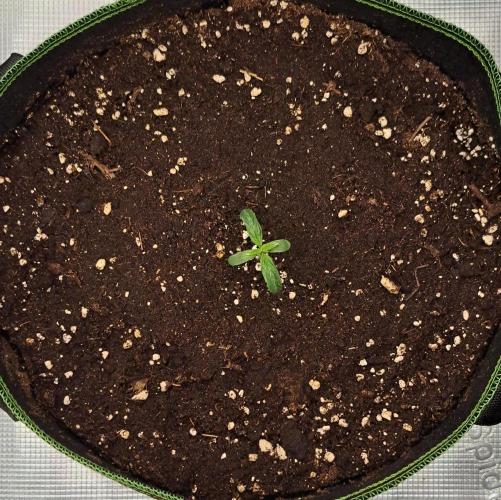Are there Northern Lights on Mars?. Week 1 - Day 5