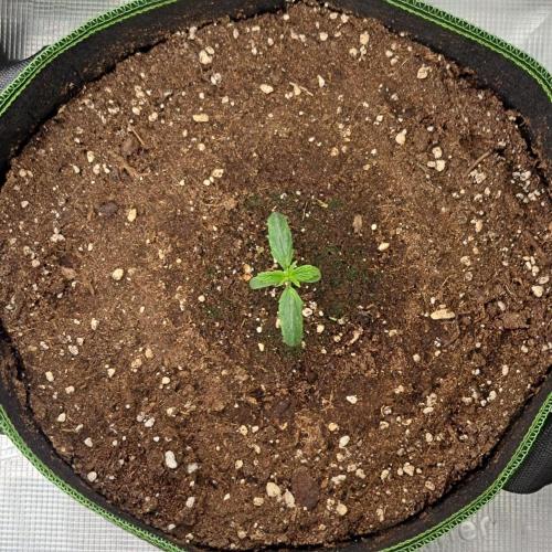 Are there Northern Lights on Mars?. Week 1 - Day 6